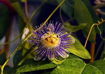 Passionflower (60 fotografii) descriere a plantelor, soiurilor, modurilor de reproducere, plantare și îngrijire, combinare cu