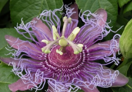 Passionflower (60 fotografii) descriere a plantelor, soiurilor, modurilor de reproducere, plantare și îngrijire, combinare cu