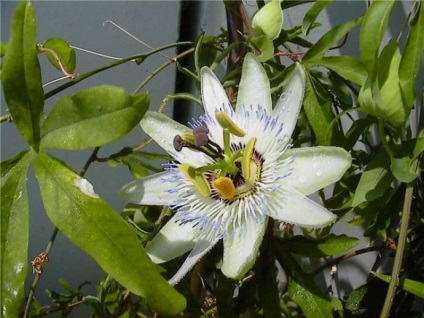 Passionflower (60 fotografii) descriere a plantelor, soiurilor, modurilor de reproducere, plantare și îngrijire, combinare cu