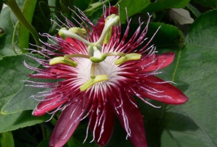 Passionflower (60 fotografii) descriere a plantelor, soiurilor, modurilor de reproducere, plantare și îngrijire, combinare cu