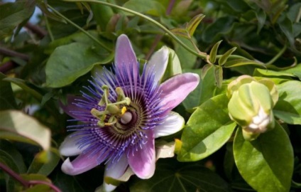 Passionflower (60 fotografii) descriere a plantelor, soiurilor, modurilor de reproducere, plantare și îngrijire, combinare cu