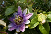 Passionflower (60 fotografii) descriere a plantelor, soiurilor, modurilor de reproducere, plantare și îngrijire, combinare cu