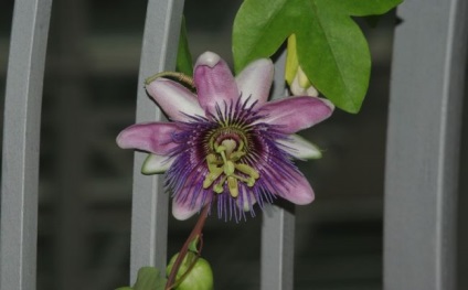 Passionflower (60 fotografii) descriere a plantelor, soiurilor, modurilor de reproducere, plantare și îngrijire, combinare cu