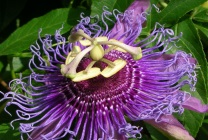 Passionflower (60 fotografii) descriere a plantelor, soiurilor, modurilor de reproducere, plantare și îngrijire, combinare cu