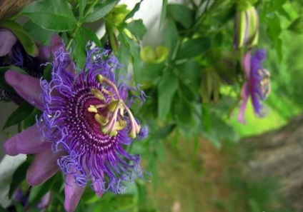 Passionflower (60 fotografii) descriere a plantelor, soiurilor, modurilor de reproducere, plantare și îngrijire, combinare cu