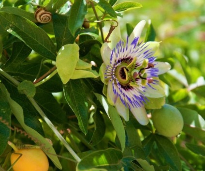 Passionflower (60 fotografii) descriere a plantelor, soiurilor, modurilor de reproducere, plantare și îngrijire, combinare cu