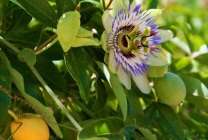 Passionflower (60 fotografii) descriere a plantelor, soiurilor, modurilor de reproducere, plantare și îngrijire, combinare cu