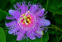 Passionflower (60 fotografii) descriere a plantelor, soiurilor, modurilor de reproducere, plantare și îngrijire, combinare cu