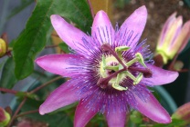 Passionflower (60 fotografii) descriere a plantelor, soiurilor, modurilor de reproducere, plantare și îngrijire, combinare cu