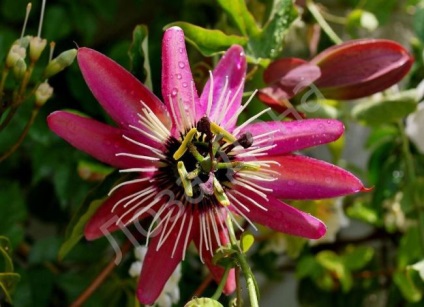 Passionflower (60 fotografii) descriere a plantelor, soiurilor, modurilor de reproducere, plantare și îngrijire, combinare cu