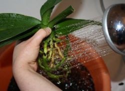 Transplantarea orhideelor ​​la domiciliu