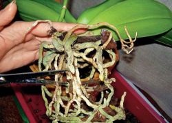 Transplantarea orhideelor ​​la domiciliu