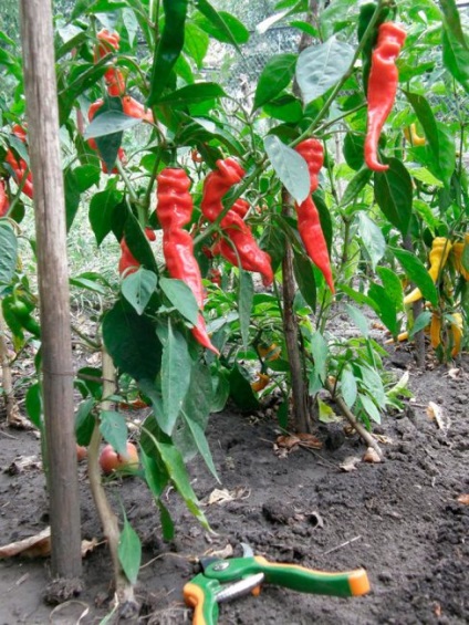 Pepper corn de oaie fotografie, caracteristică și descriere a soiului - eetplitsa