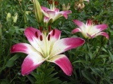 A növények többi részének időtartama és a virágok gondozása a pihenőidő alatt és a pihenőidőben a virágzáshoz