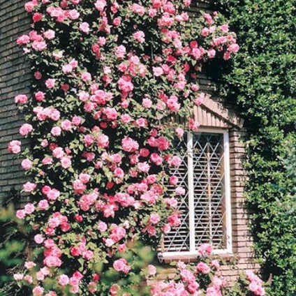 Mászó rózsa a házban - bécsi kunyhó