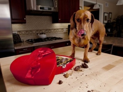 De ce nu puteți hrăni câinele dulce, trucuri acasă