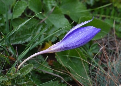 De ce florile închid mugurii noaptea