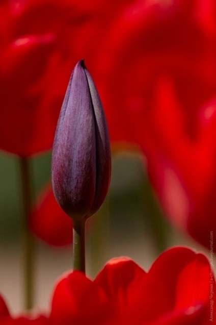 De ce florile închid mugurii noaptea