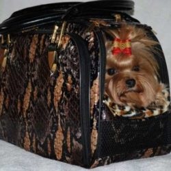 Hasznos információk a Yorkshire terrier tulajdonosaira, mindent a yorkshire-ről, a yorkshire terrierről