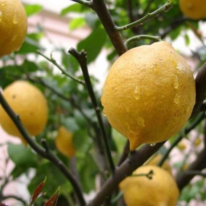 Beneficiile de Lemon