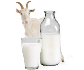 Beneficiile produselor lactate din laptele de capră, lumea femeilor
