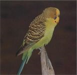 Parakeet ondulat