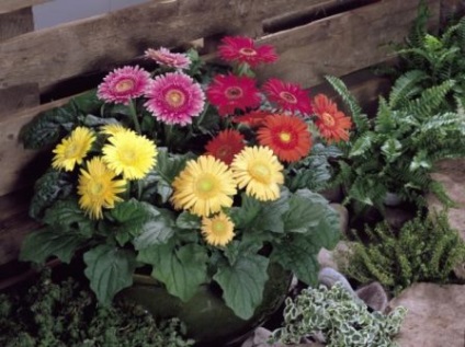 Gerbera populară cum să crească un buchet frumos acasă, reproducere