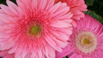 Gerbera populară cum să crească un buchet frumos acasă, reproducere