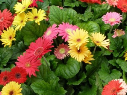 Gerbera populară cum să crească un buchet frumos acasă, reproducere