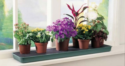 Plante populare de interior pentru începători în floricultură