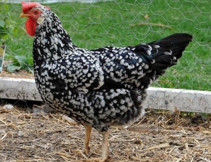 Chicken Ancona - descriere, conținut, fotografii și video