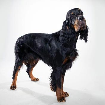 Breed gordon setter - fotografie, caracter, îngrijire, antrenament, boală, preț câine