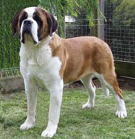 Câine de câine St. Bernard, descrierea rasei, standardele Sf. Bernard