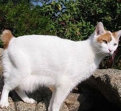 Rase de pisici de rasa, sistem de clasificare - totul despre pisici si pisici cu dragoste