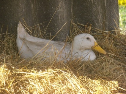 Rase de indoteste pentru cresterea si cresterea animalelor domestice