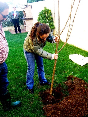 Plantarea și îngrijirea prunelor, oferindu-vă propriile mâini