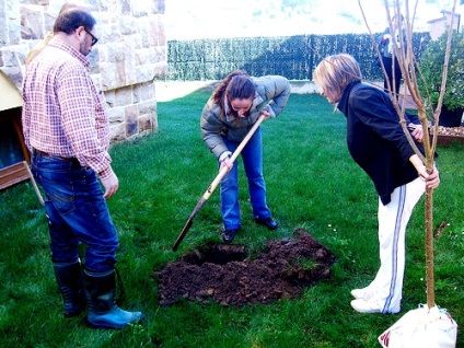 Plantarea și îngrijirea prunelor, oferindu-vă propriile mâini