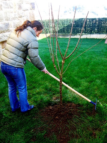 Plantarea și îngrijirea prunelor, oferindu-vă propriile mâini