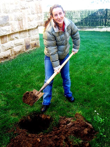 Plantarea și îngrijirea prunei, oferindu-vă propriile mâini