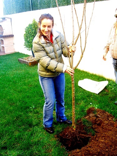 Plantarea și îngrijirea prunelor, oferindu-vă propriile mâini