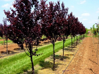 Plantarea și îngrijirea prunelor, oferindu-vă propriile mâini