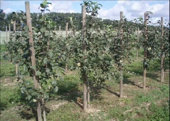 Plantarea de măr în Siberia