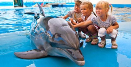 Vizitați Delfinariul din certificatul de cadouri pentru delfinii