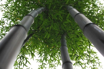 Reguli pentru realizarea parchetului din bambus