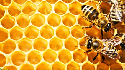 A méhpempő alkalmazása, a gyógynövények és egyéb természeti erőforrások hagyományos gyógymódja