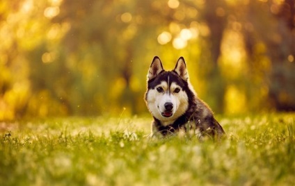 Husky merge în pădure