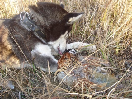 Husky merge în pădure