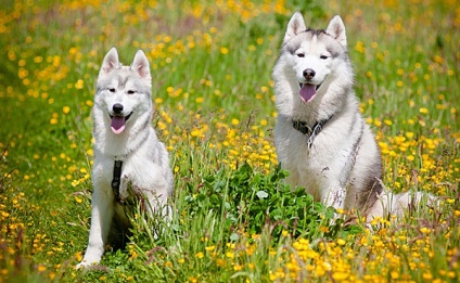 Husky merge în pădure