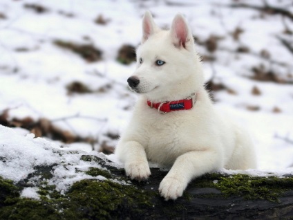 Husky merge în pădure