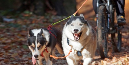 Husky merge în pădure